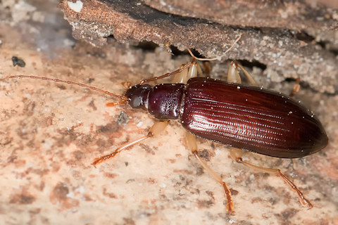 Darkling Beetle (Euomma lateralis) (Euomma lateralis)